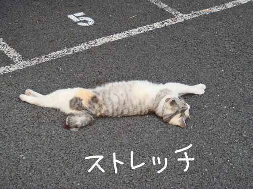 ¥¹¥È¥ì¥Ã¥Á¤Ë¤ã¤ó¤³