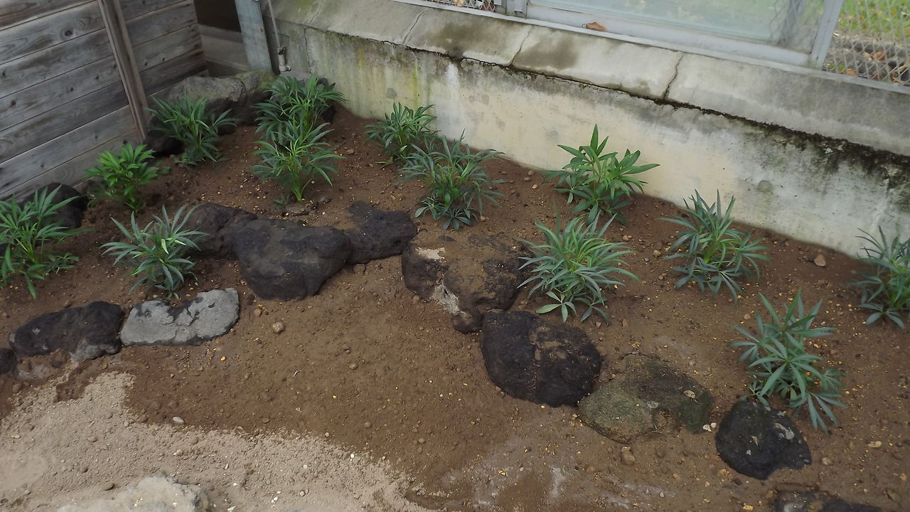 ヘレボルス栽培用化粧砂開発 浅間クリスマスローズガーデン News Release Topics