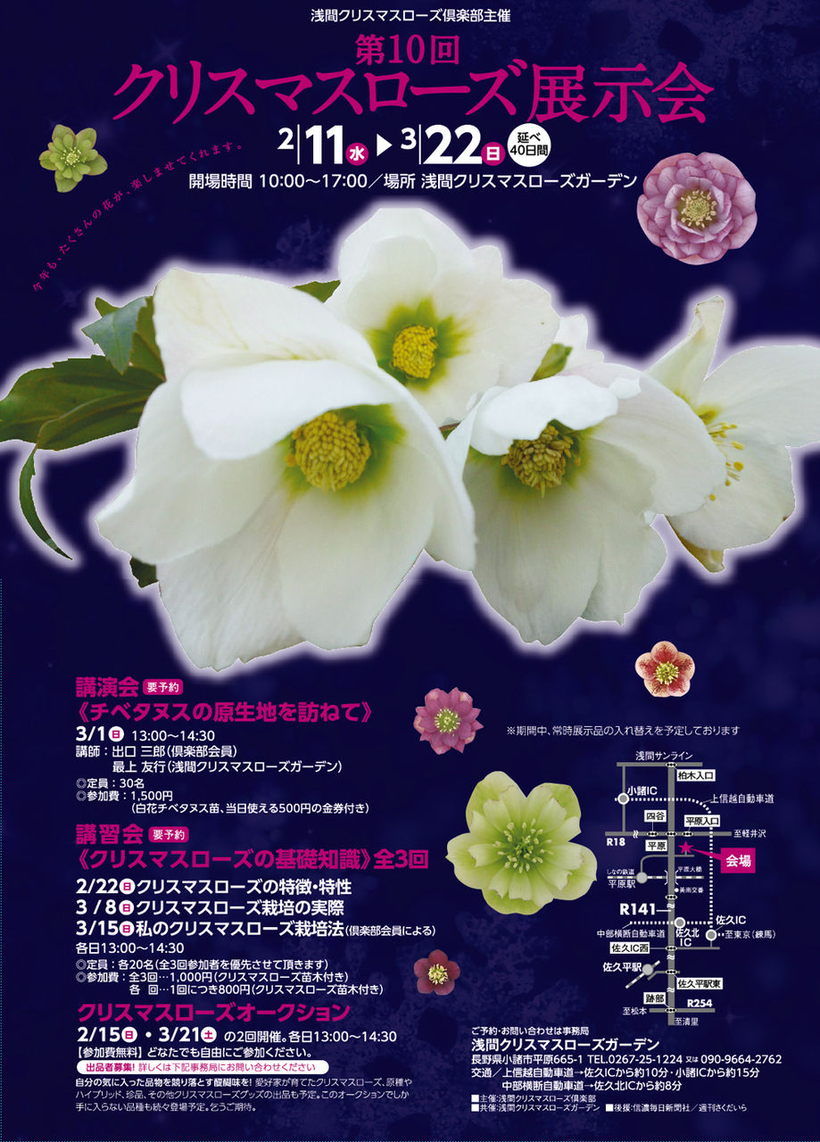 今日の開花 正真正銘“Hell.odorus gold”遂に開花 : 浅間 今日の開花 正真正銘“Hell.odorus gold”遂に開花 : 浅間