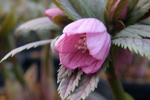 チベタヌス発根苗ネットショップにて販売 : 浅間クリスマスローズ