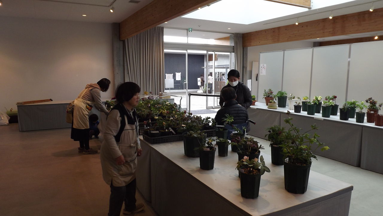 神奈川県での展示会決定 浅間クリスマスローズガーデン News Release Topics 神奈川県での展示会決定 浅間クリスマスローズガーデン News Release Topics