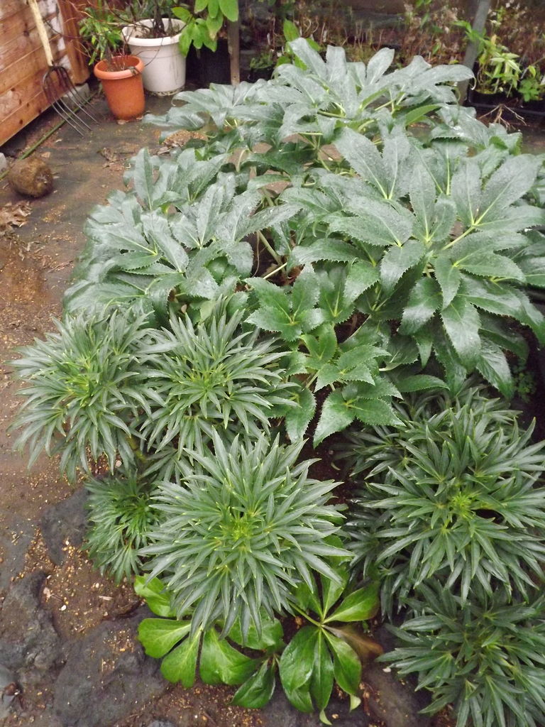 盟友アーグチフォリウスとフェチダス 浅間クリスマスローズガーデン News Release Topics