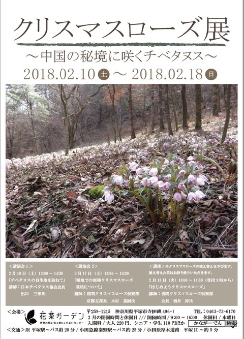クリスマスローズ展　ポスターJPEG