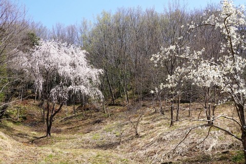 DSC02388