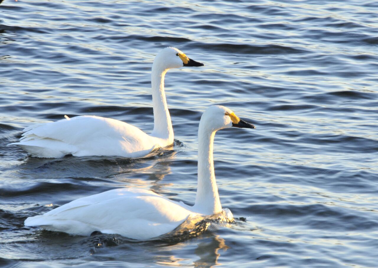 鏑川の白鳥写真 19 鏑川白鳥を守る会 鏑川の白鳥写真 19 鏑川白鳥を守る会