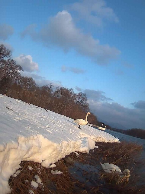2025,3,13岩手県🦢2