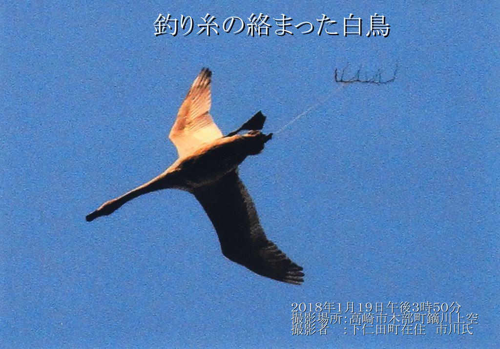 釣り糸の絡まった白鳥 鏑川白鳥を守る会