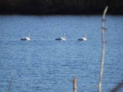 2024,12,17初飛来1❤