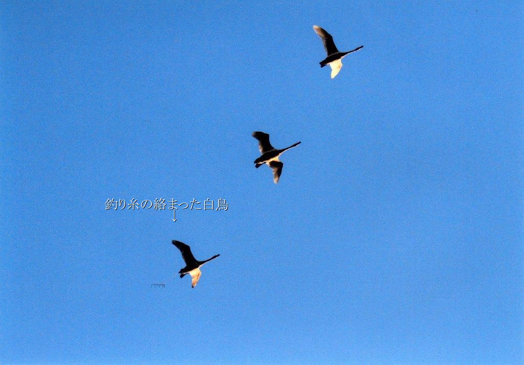 釣り糸の絡まった白鳥 鏑川白鳥を守る会