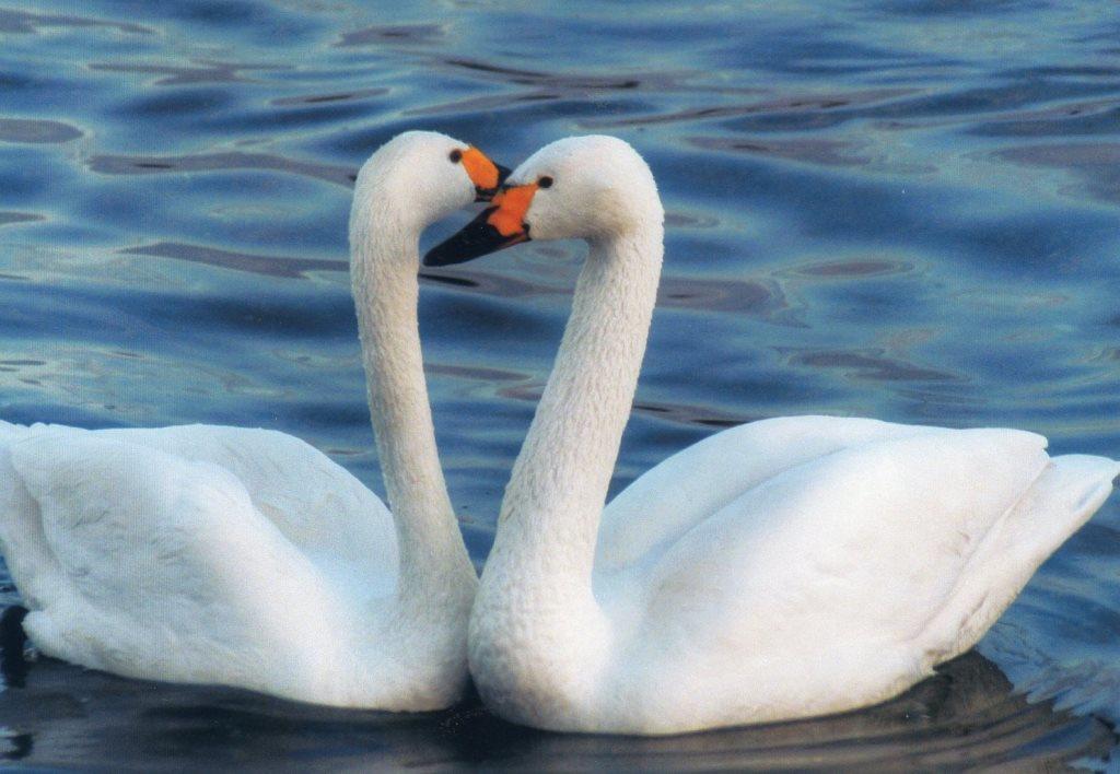 鏑川で撮影されたハート 鏑川白鳥を守る会