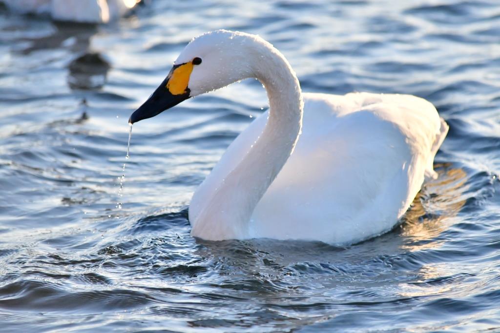 鏑川の白鳥写真 11 鏑川白鳥を守る会