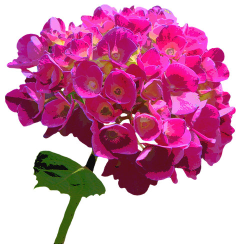 8926-hydrangea-1603472_640