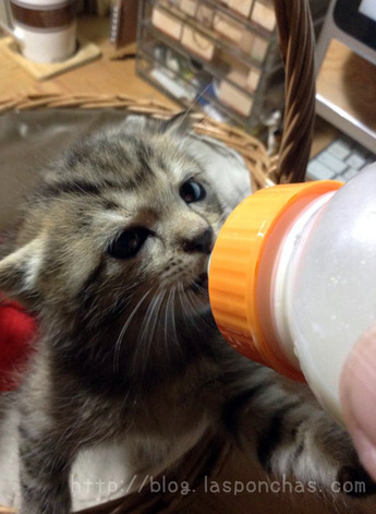今日のふうちゃん141107_4