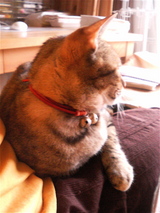 ���������뤤