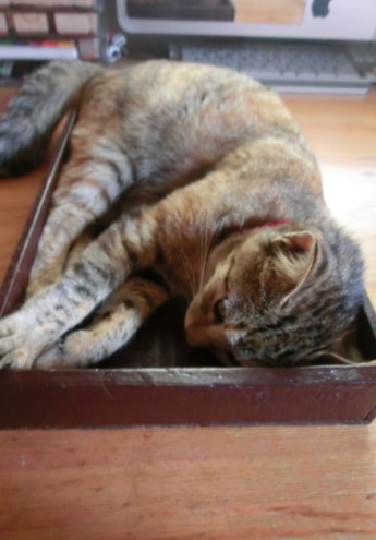 箱入り猫1