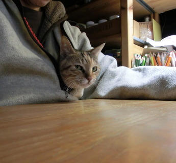 �ˤˤ󤬤�
