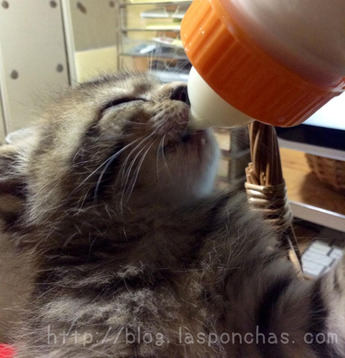今日のふうちゃん141107_3
