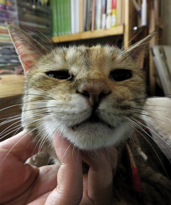 ねこ1610302