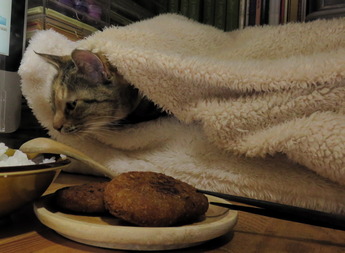 今日の猫2