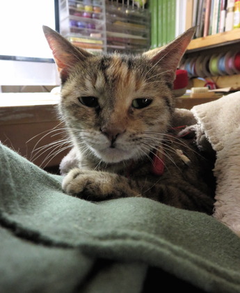 ねこ1610301