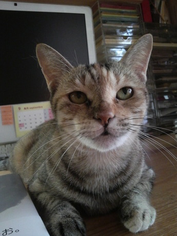 顔がでかいから、でかお。2