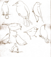 鳥さんたち