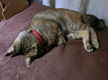 つっぷしね