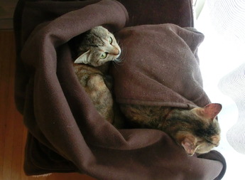 ねこ1511021