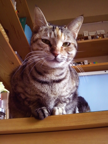 ちー20091106.jpg