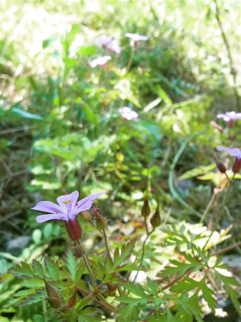 野の花々