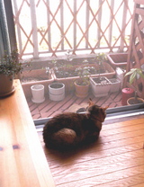 ベランダねらうちー