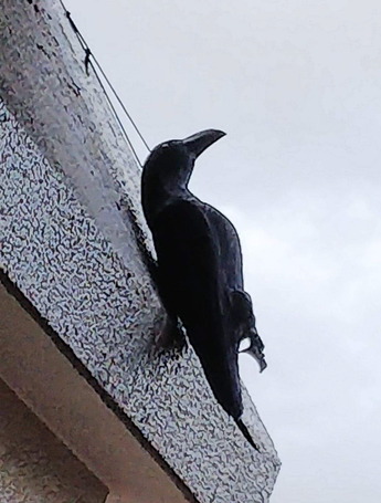 カラス拾えるか3