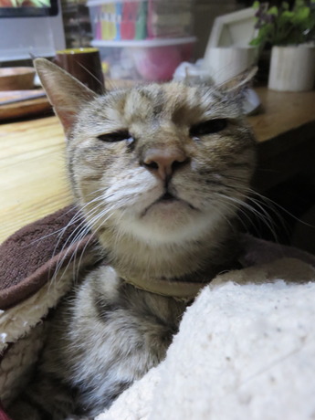 ���礦�Τͤ�20171211