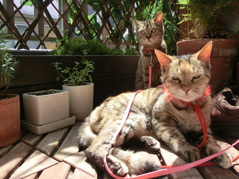 ねこ1504121