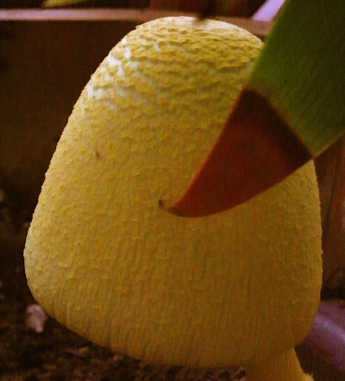 まっきろ茸_0