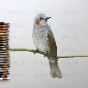 �ҥ�ɥ�챩�ܤǤ���