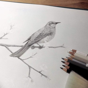 ヒヨドリ二羽目陰影