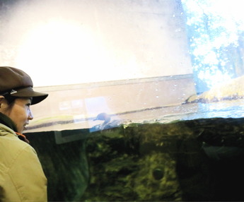 カイツブリと見つめ合う