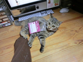 ばにゃーる9