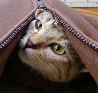 ねこ1504122