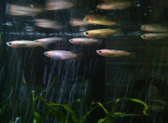 ひるね水族館110121_1