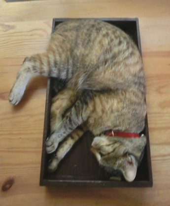 箱入り猫3