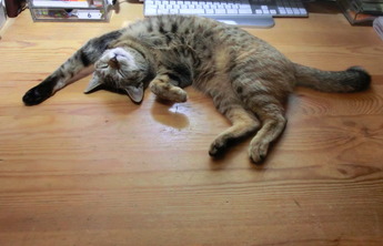 荷造り猫
