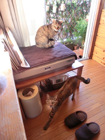 今日の猫