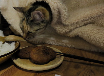今日の猫5