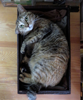 ねこ161019