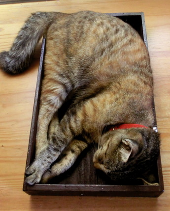 箱入り猫2