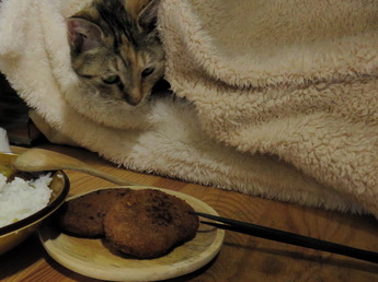 今日の猫3