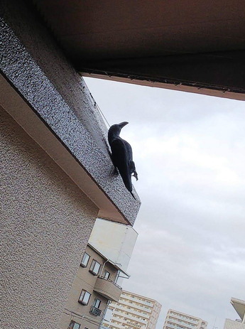 カラス拾えるか2