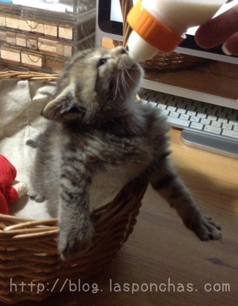 今日のふうちゃん141107_2